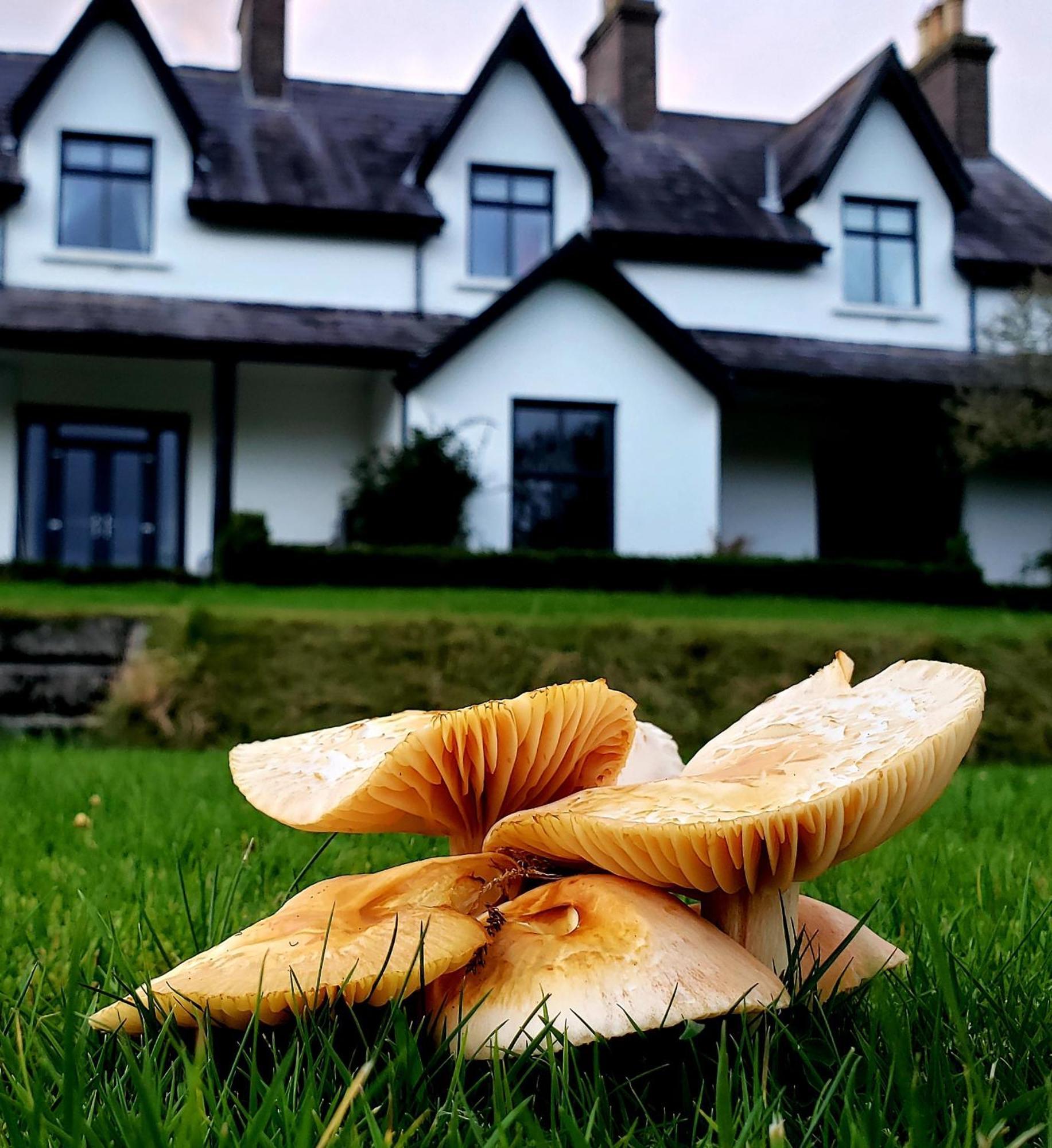 Bryansford Cottage 外观 照片